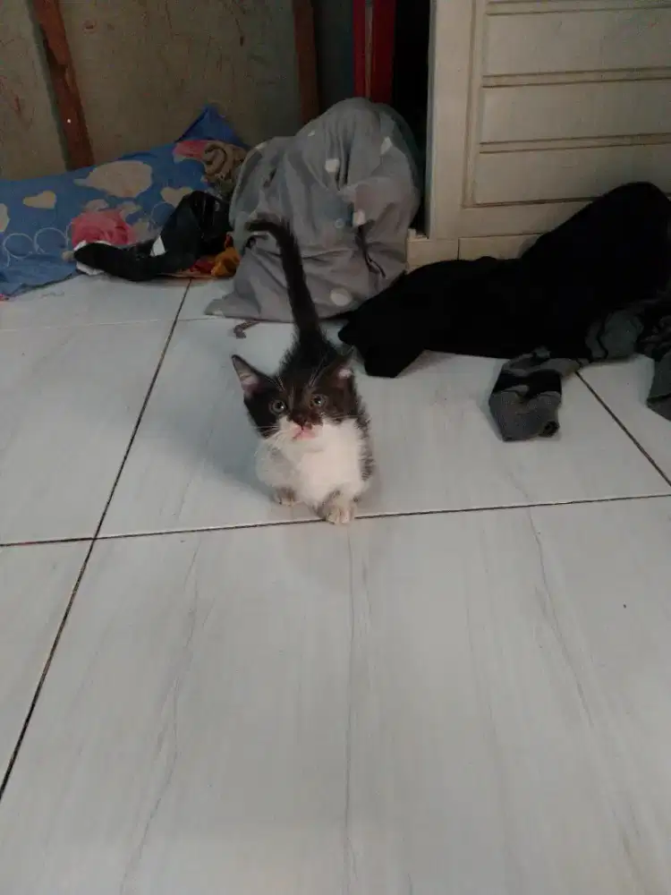 Munchkin kaki Cebol 2bln