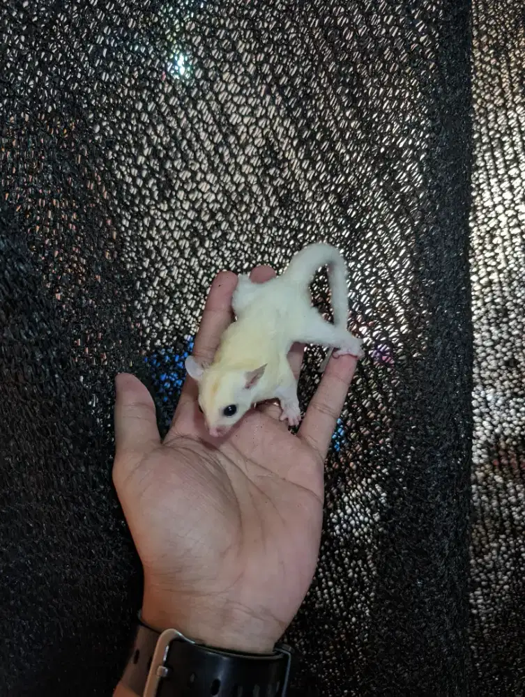 Sugar glider leucistik