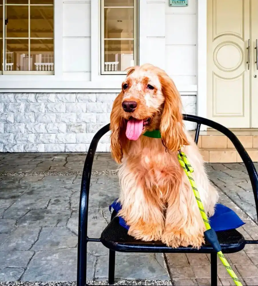English cocker spaniel Jantan