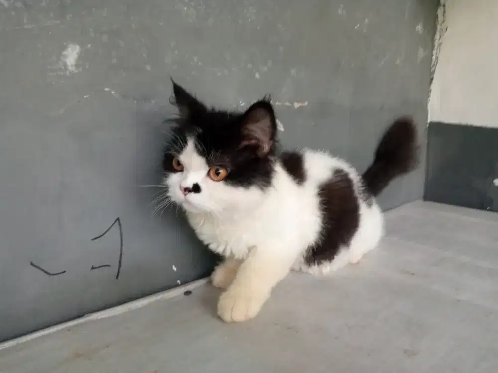 Lepas Adopsi persia 600rb