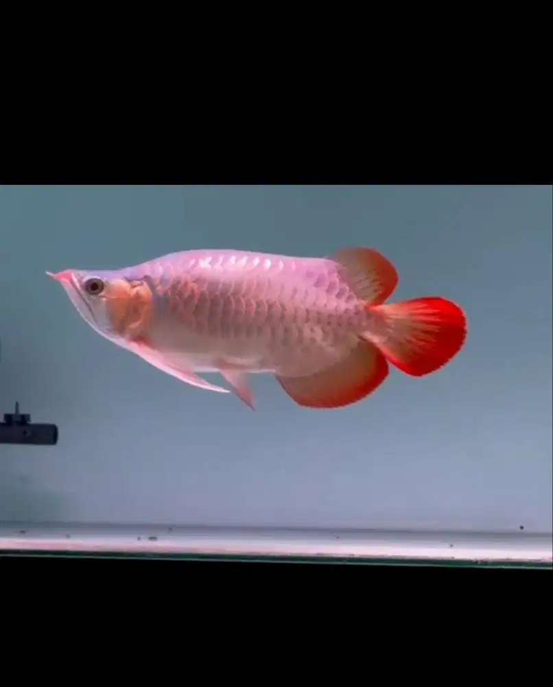 Arwana Super Red SB ITL -+31-32CM