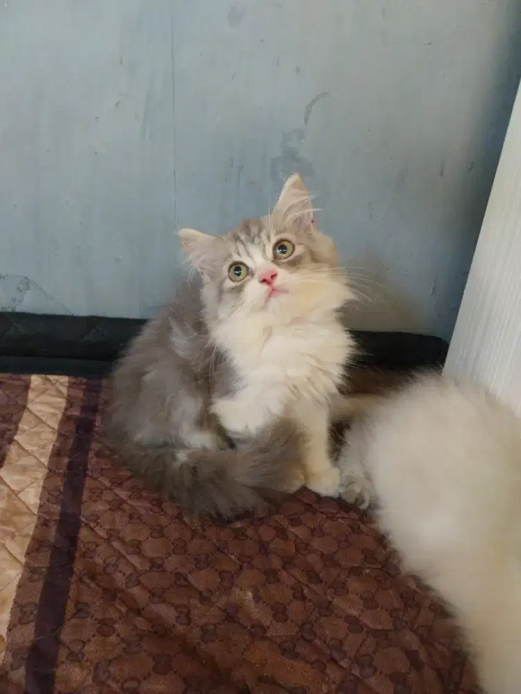 Persia flatnose bigbone 2bln setengah