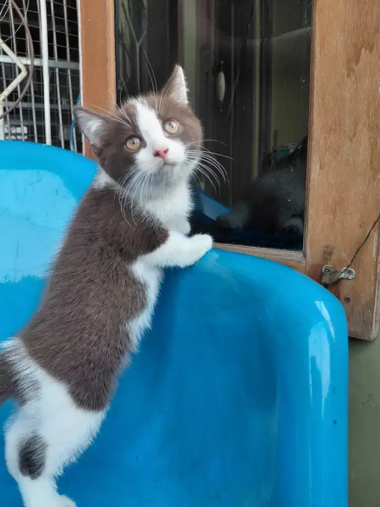 Bsh kitten bico coklat Jantan