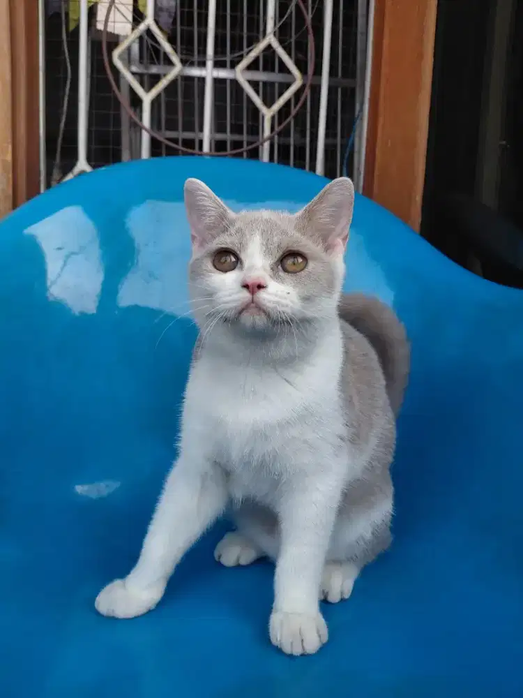 Bsh Jantan bico lilac