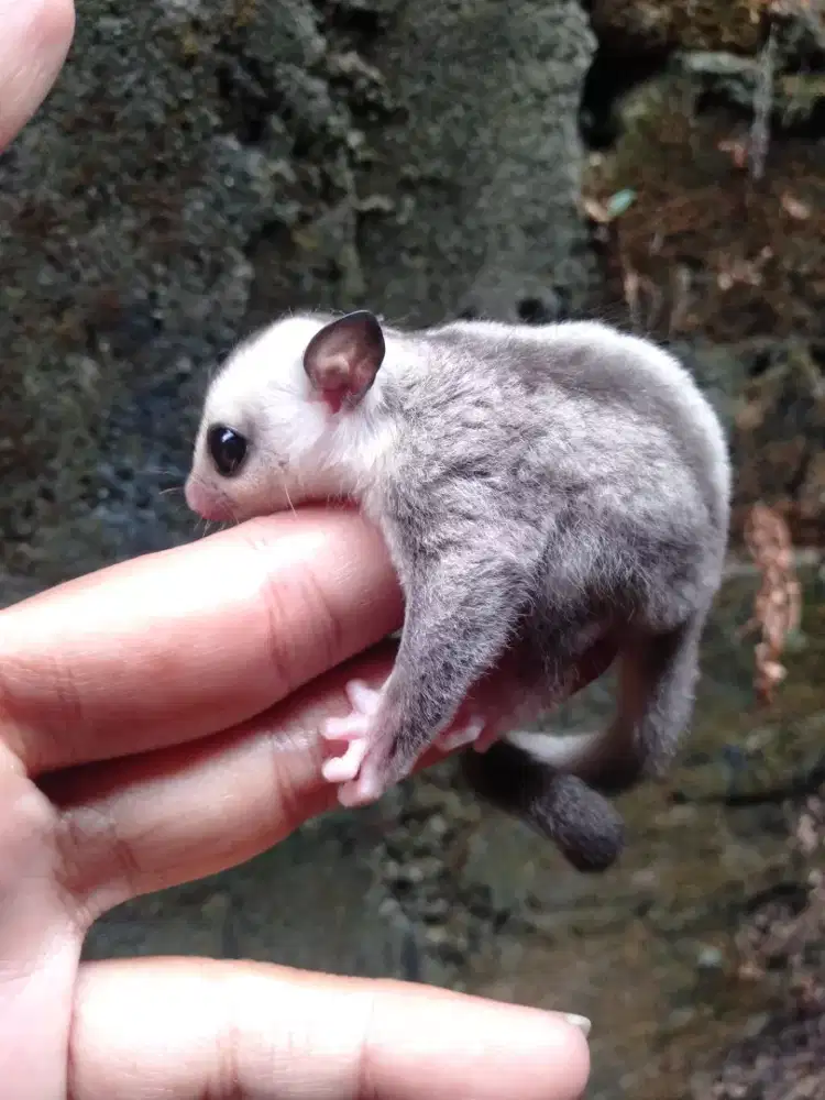 Sugar glider white face