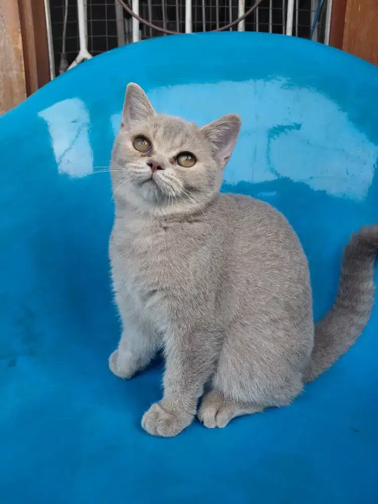 Bsh fawn betina