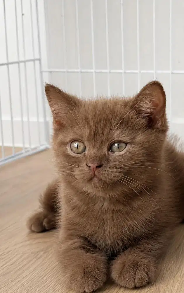 Kitten BSH cinnamon jantan, kucing British short hair
