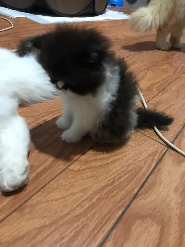 kitten flatnose usia 2 bln