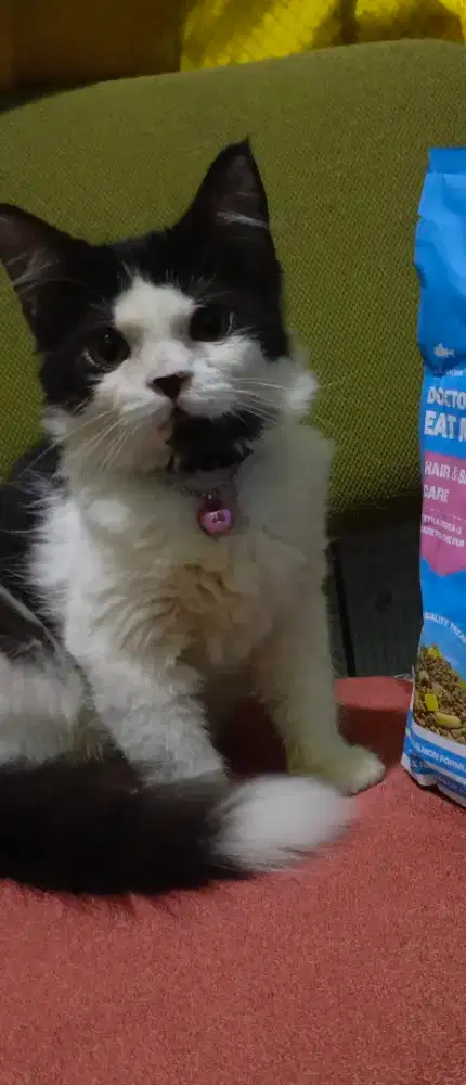 Kucing persia jantan