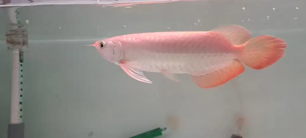 Arwana super red