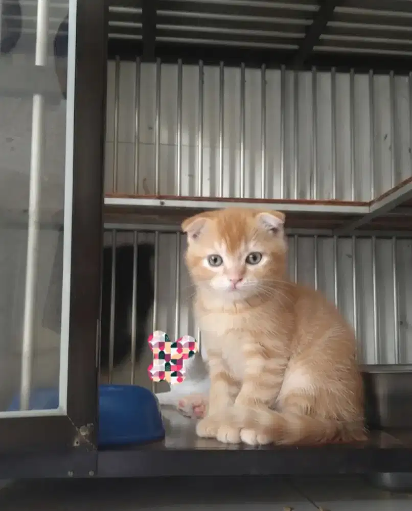 Scottish fold male
