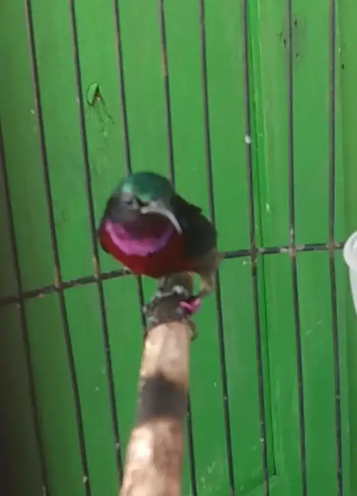 Burung kolibri ninja gacor