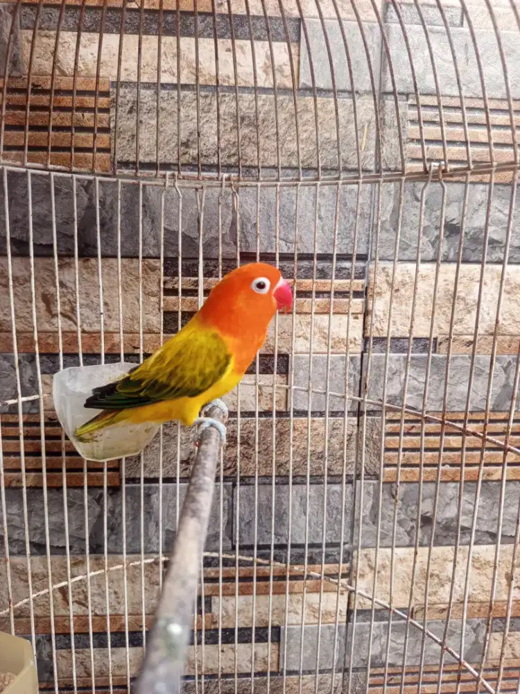 Lovebird biola Ewing gold janda
