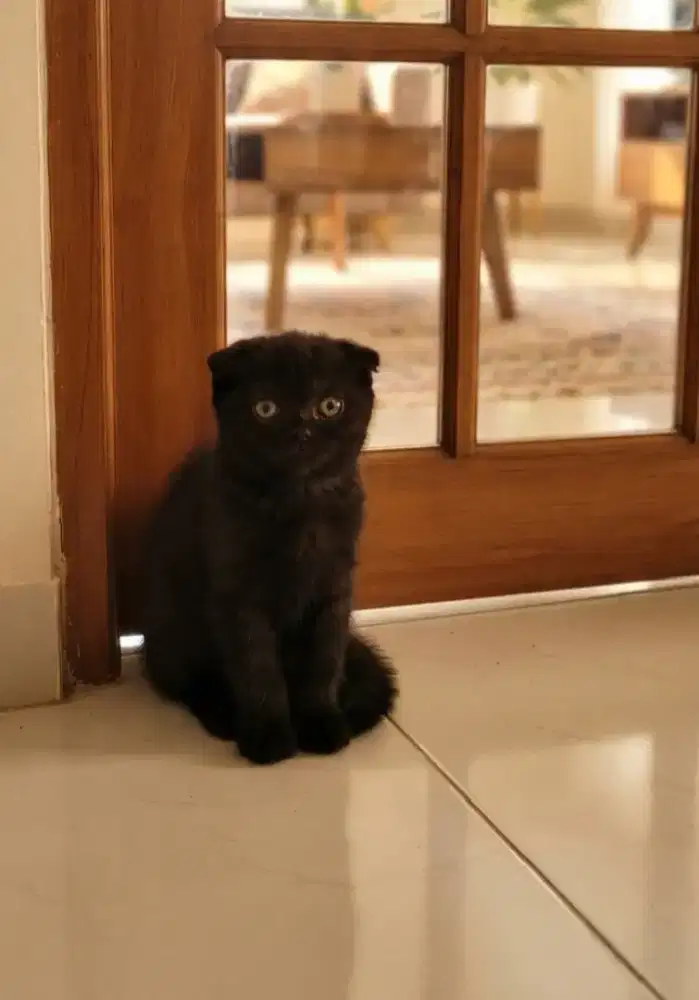 Scottish fold 3bulan