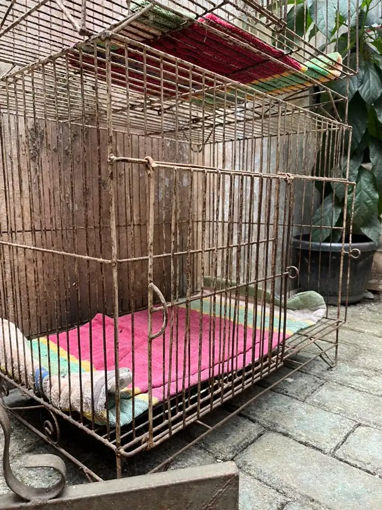 KANDANG PELIHARAAN KUCING/ANJING/MUSANG/DLL