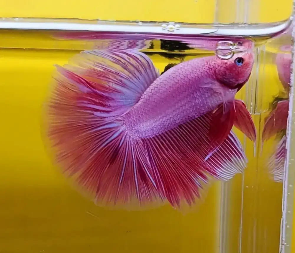 ikan cupang hm pink