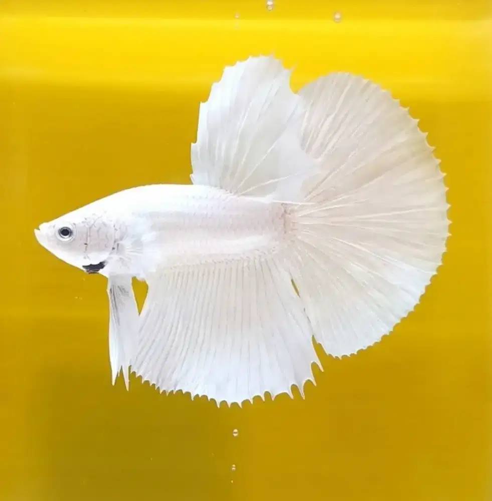 ikan cupang hm white