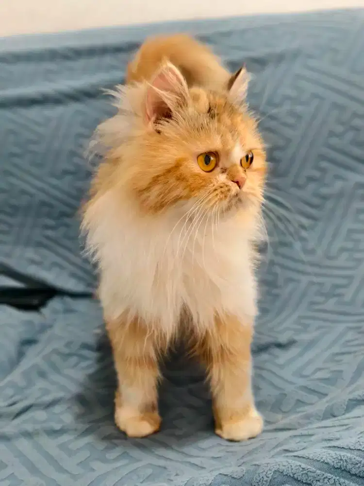 Kucing betina flatnose cantik
