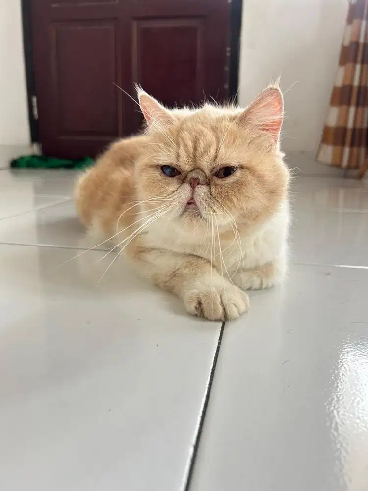 kucing persia peaknose betina
