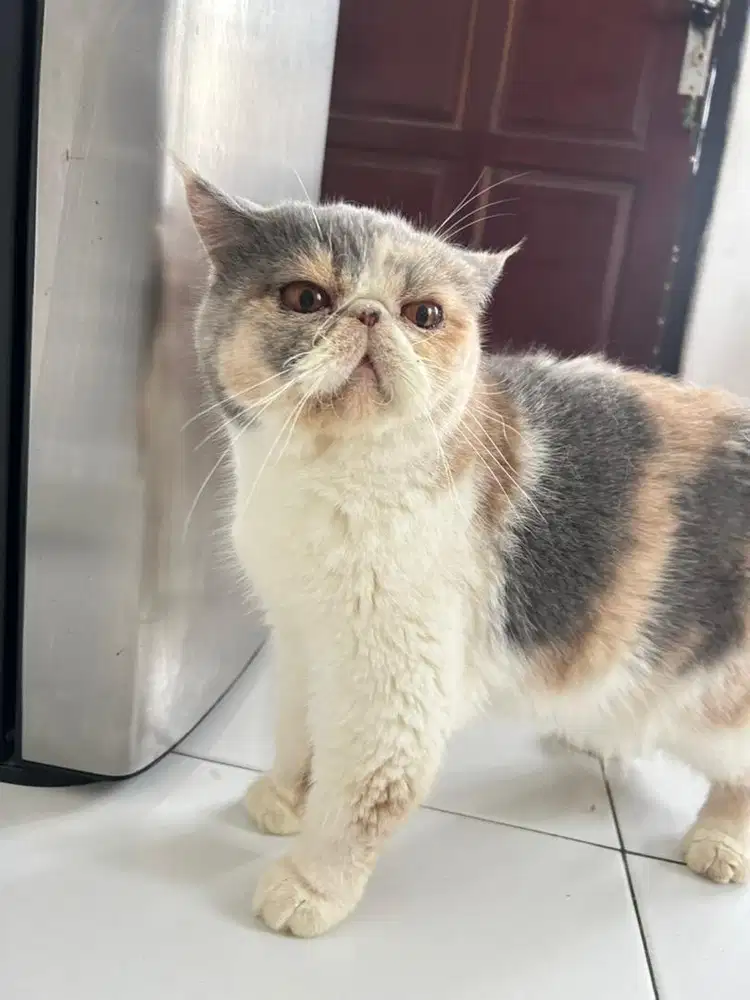 kucing persia peaknose betina proven