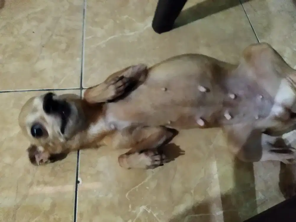 Chihuahua ibu dan anak