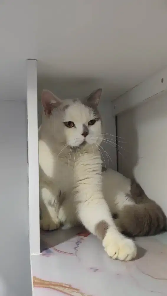 British Shorthair Cat