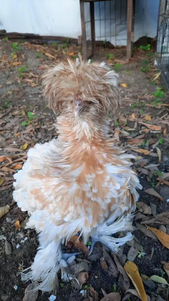 Ayam Frizzle Keriting Jambul Kaki Bulu | Ayam Hias Unik