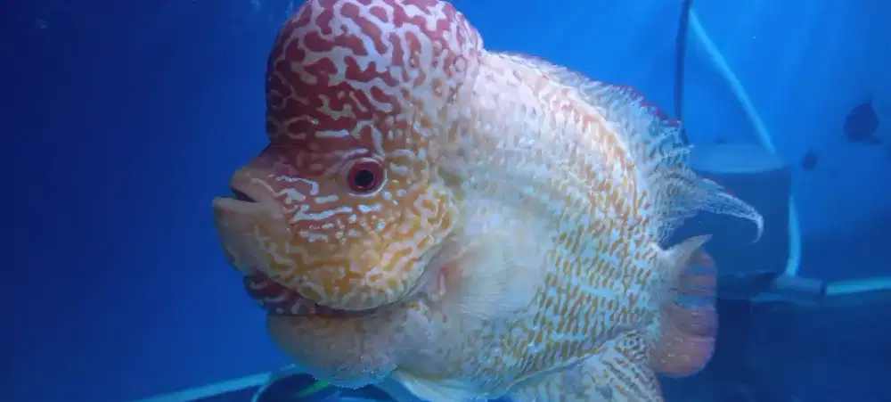 Dijual ikan louhan kamfa f2 gb