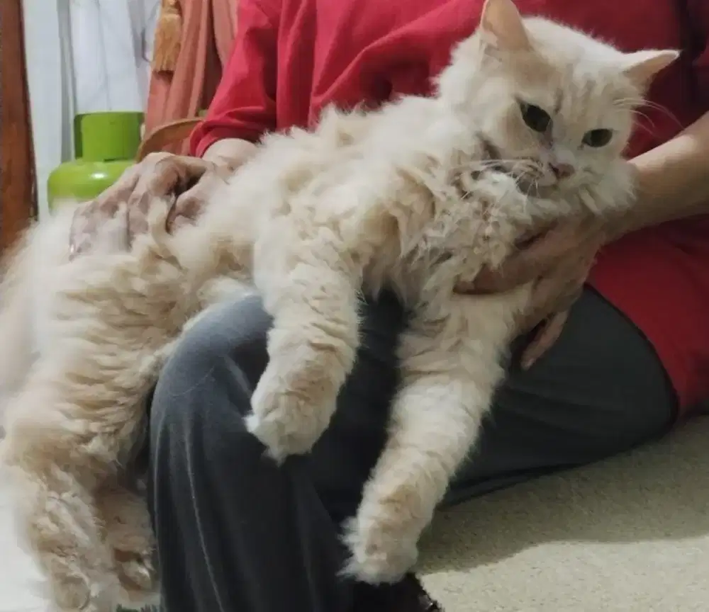 Kucing Persia Mix