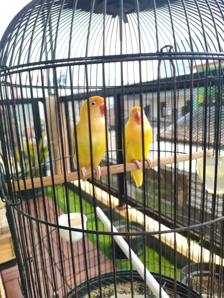 Lovebird Sepasang Cremino & Bio PB PF