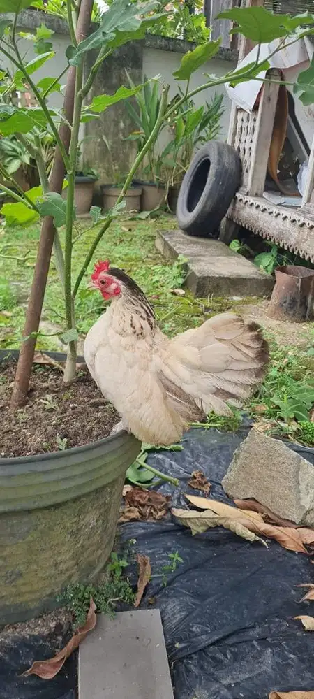 AYAM SERAMA HIAS UNIK