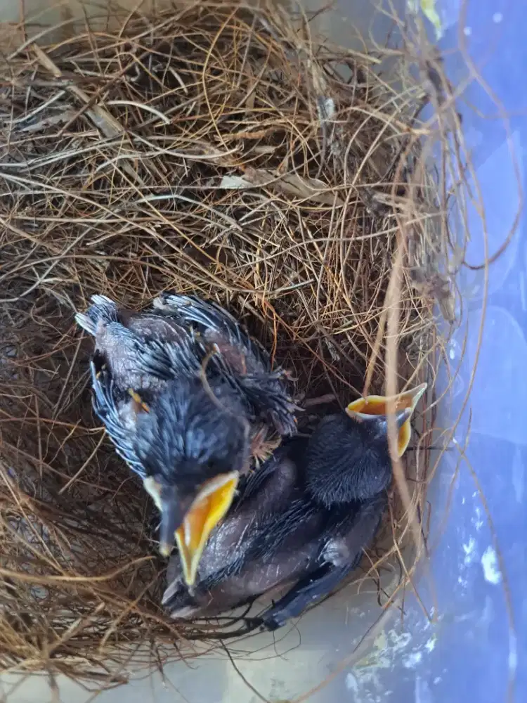 Sepasang anak burung murai batu.
