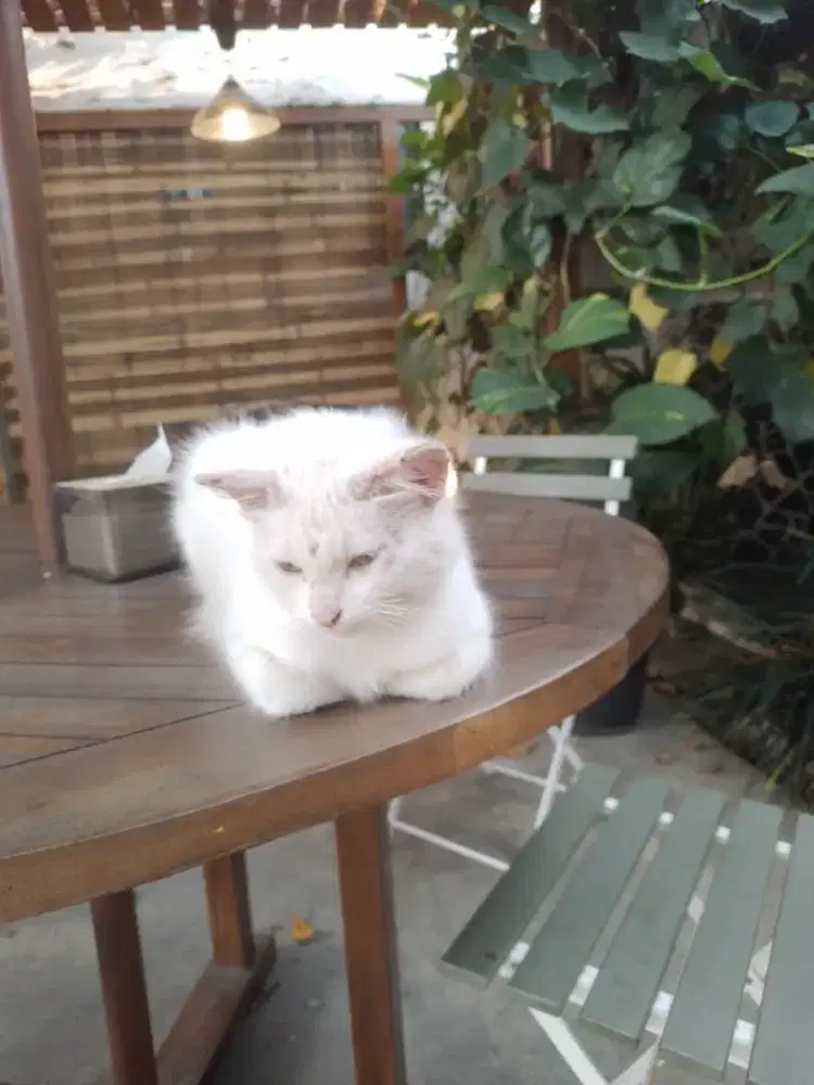 Kucing putih kesayangan