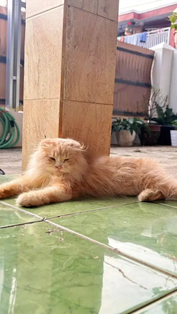 Kucing kesayangan