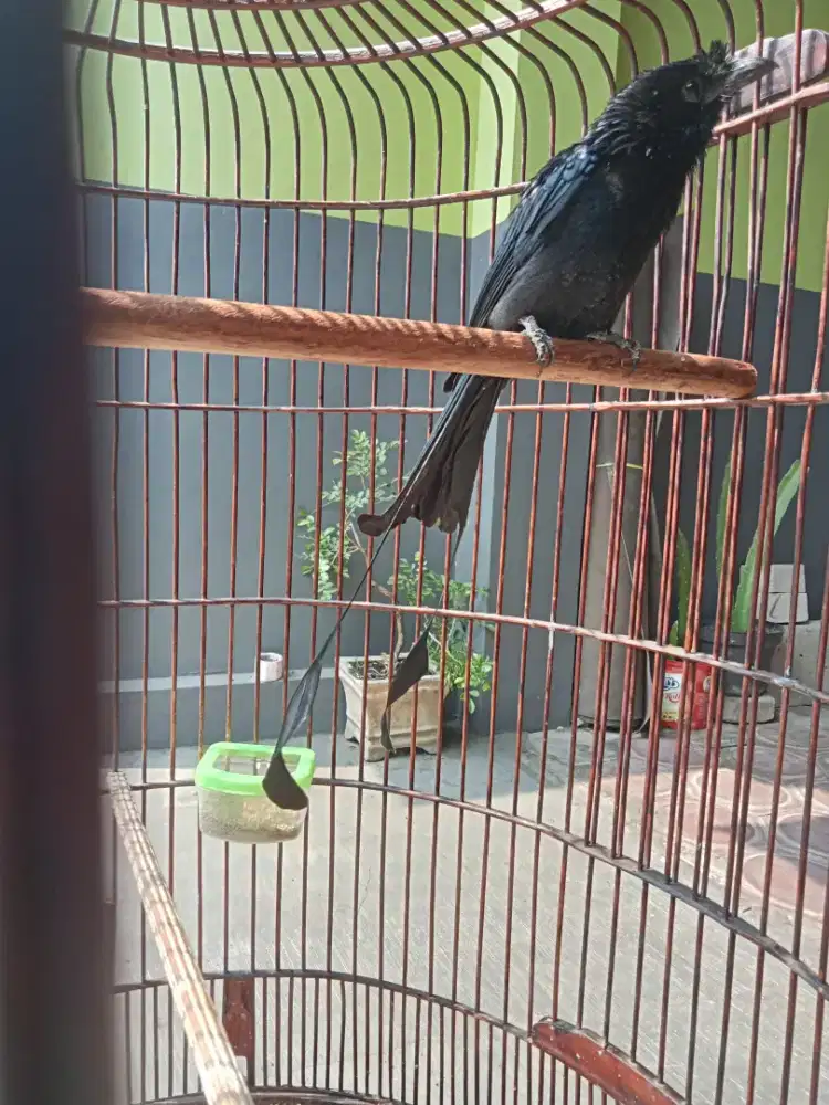 Burung srigunting batu antena