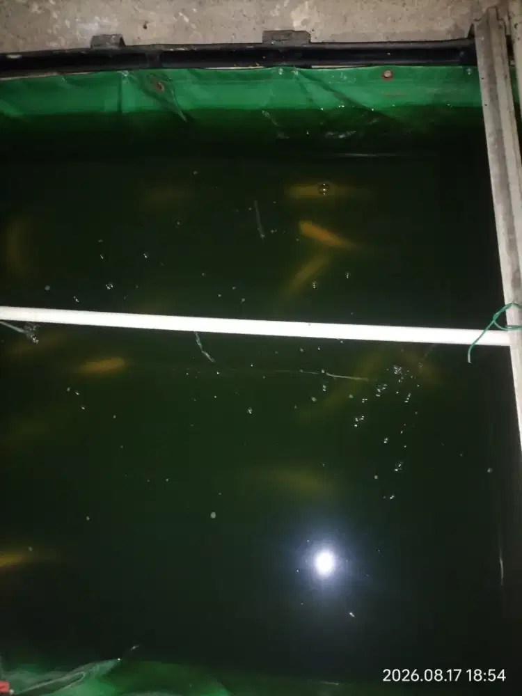 Ikan gurame padang