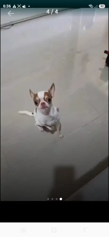 Dijual anjing super mini chihuahua