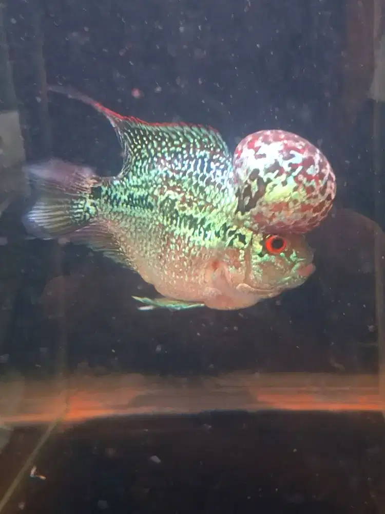 Ikan Louhan Magma srd