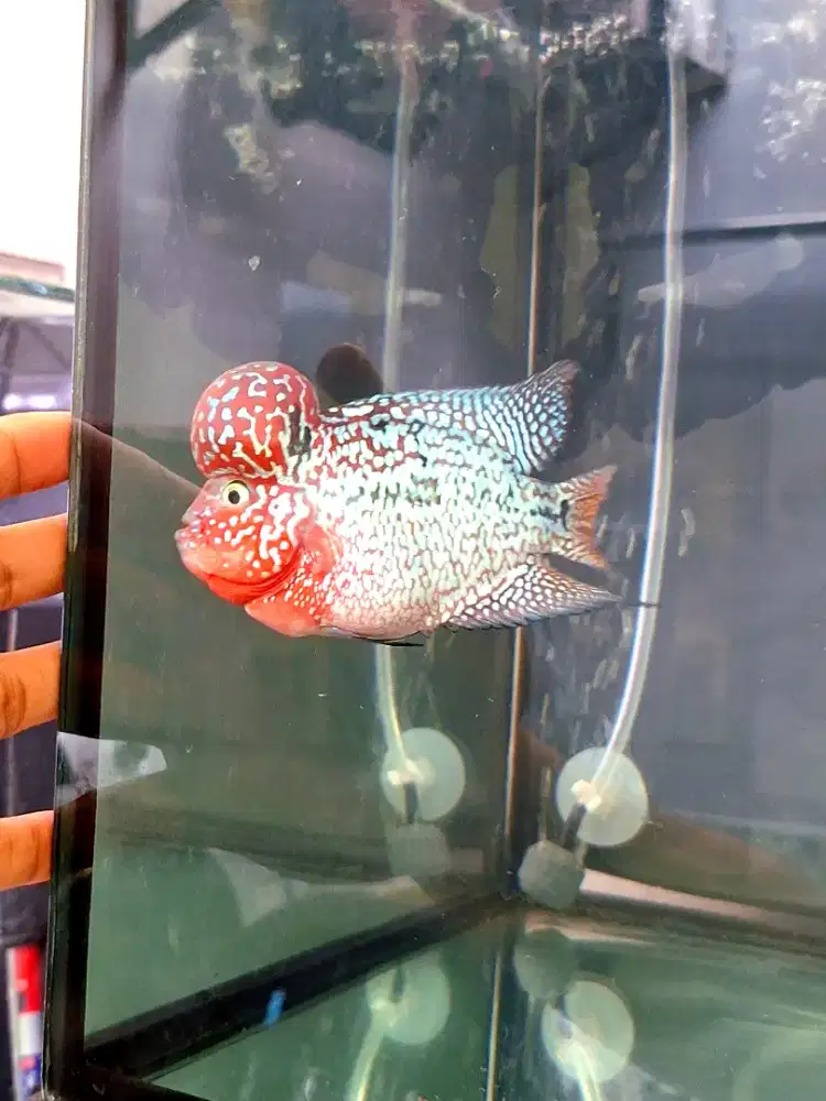Ikan louhan kamfa