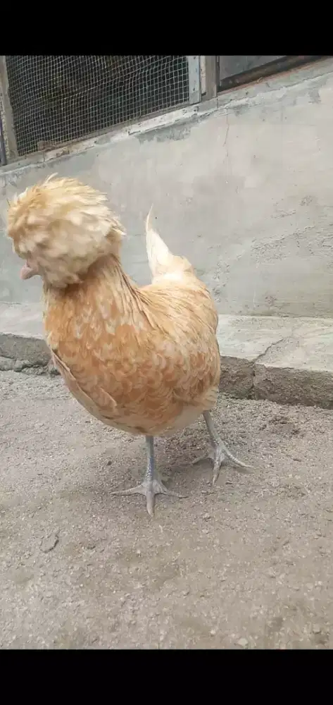 Ayam Poland chamois (betina)