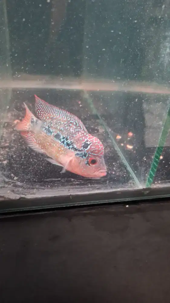 Ikan louhan cencu two tone