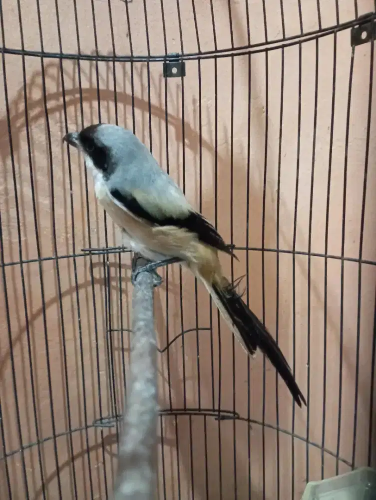 Burung Pentet cendet jatim pur total