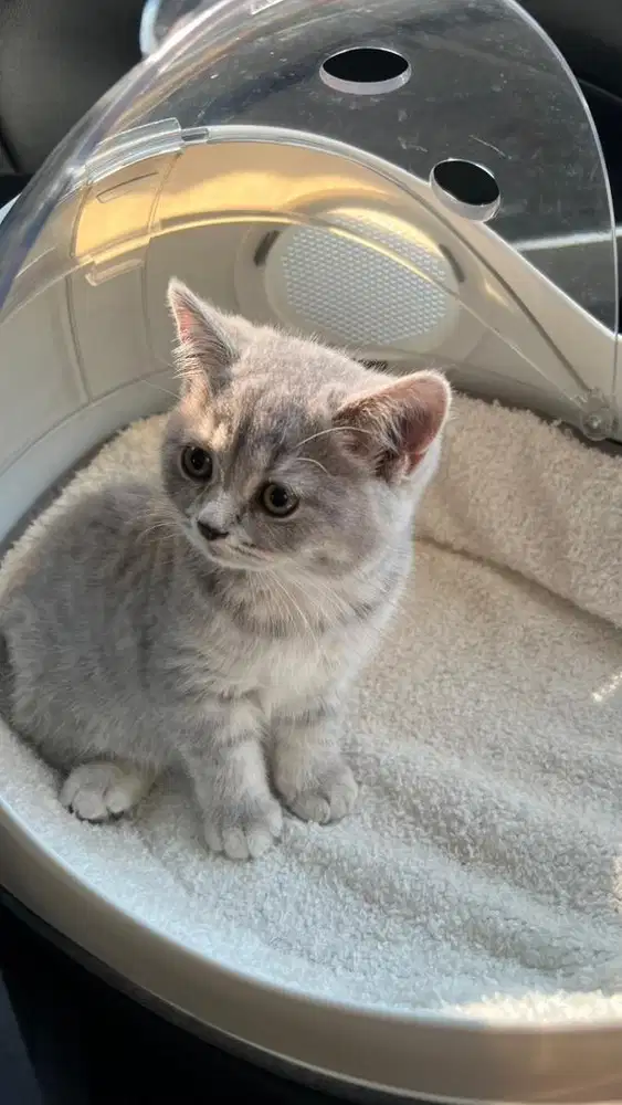 kitten British shorthair betina silver 2 bulan