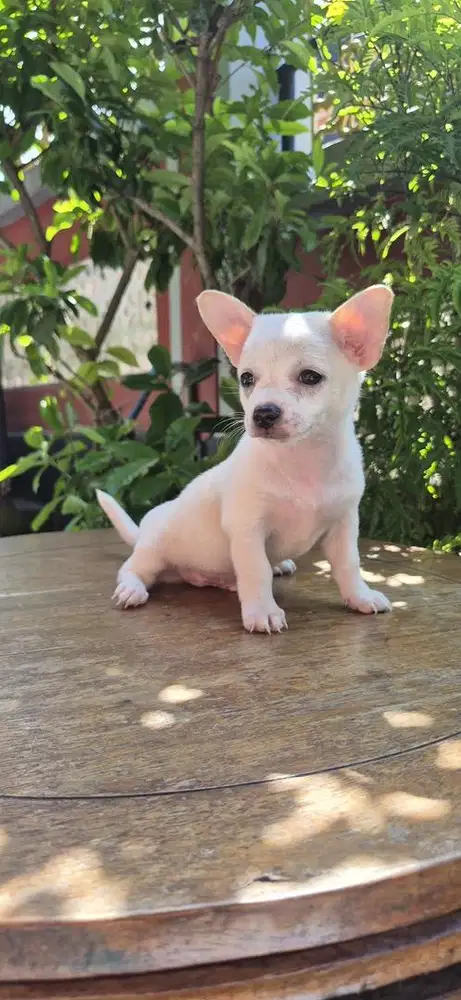 Dijual Anak Anjing Jantan Cihuahua Mix Mini Pom