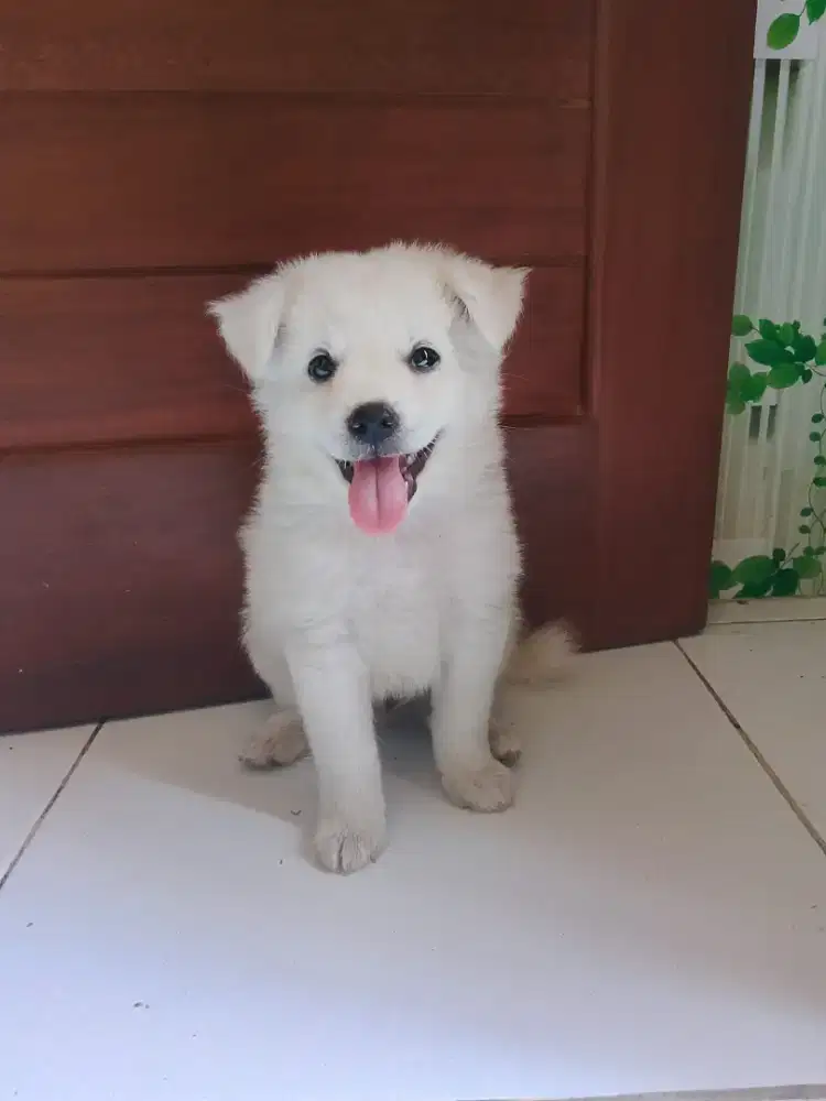 Puppy mini jantan