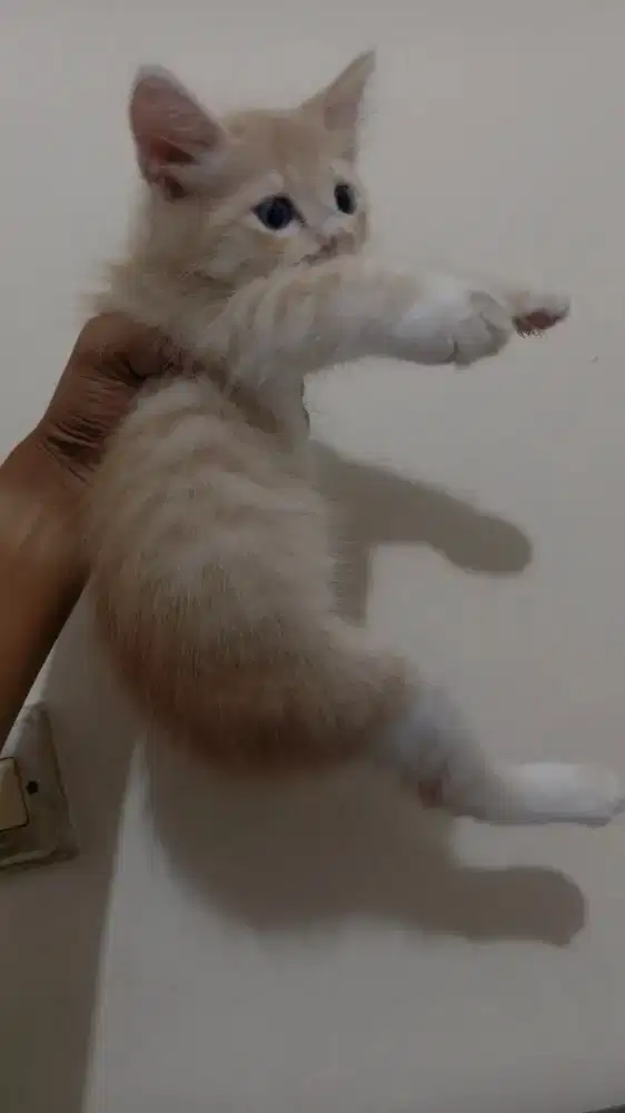 FREE OPEN ADDOPT ANAK KUCING GRATIS