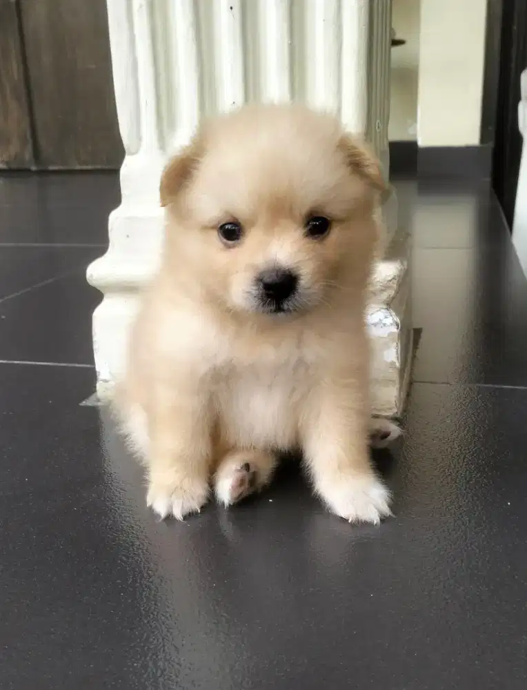 Minipom / Pomeranian Puppy