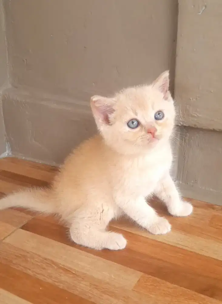 Kitten British shorthair