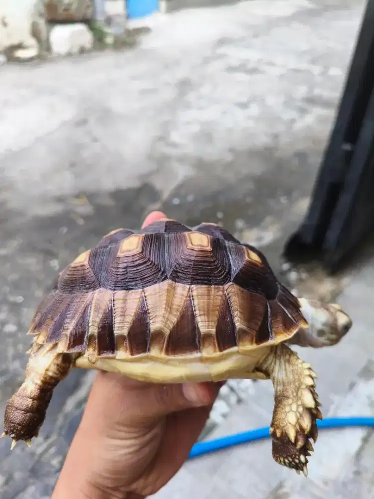Sulcata 13 cm kondisi prima