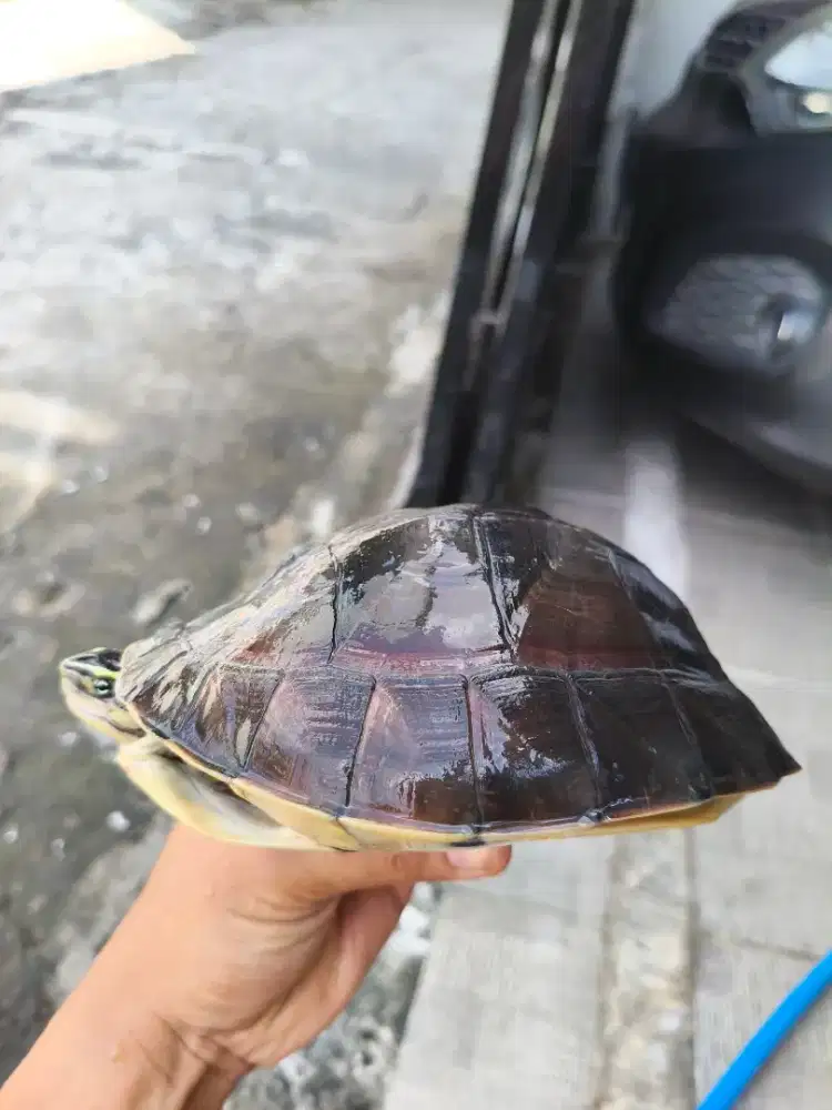 Ambon batok 2 ekor